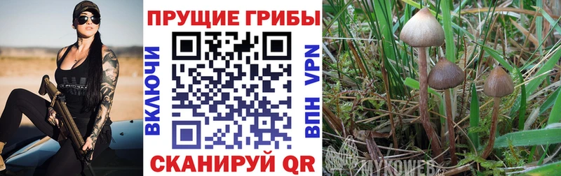 Псилоцибиновые грибы прущие грибы  Свободный 